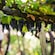 Racimos de uvas colgados de un emparrado en un viñedo